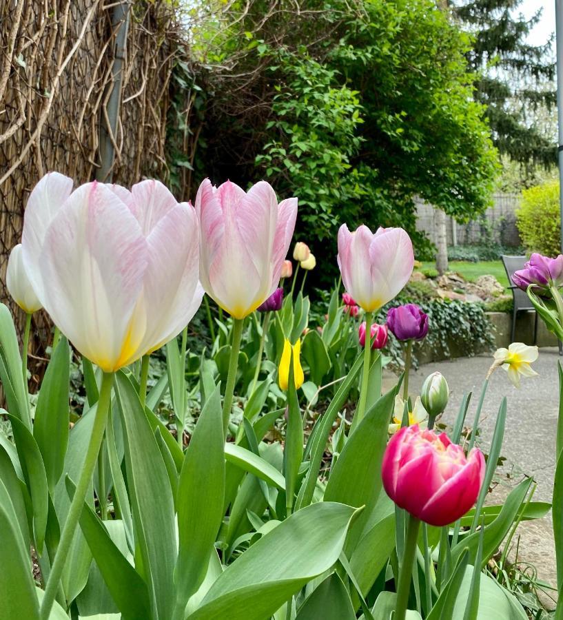 Gyoengyszem Vendeghaz Hotel Eger Bagian luar foto